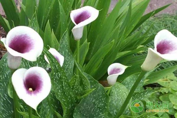 马蹄莲种球种植方法