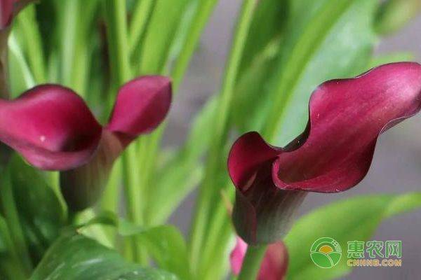 马蹄莲种球种植方法