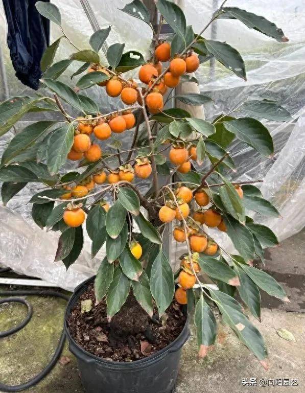 Tomato tree cultivation techniques