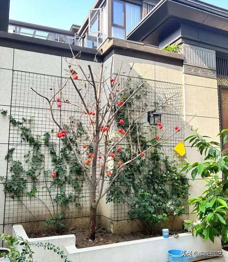 Tomato tree cultivation techniques