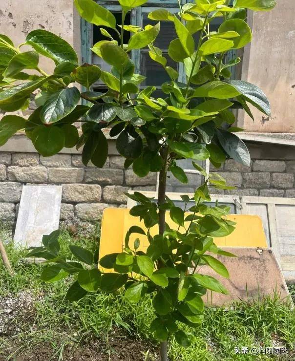 Tomato tree cultivation techniques