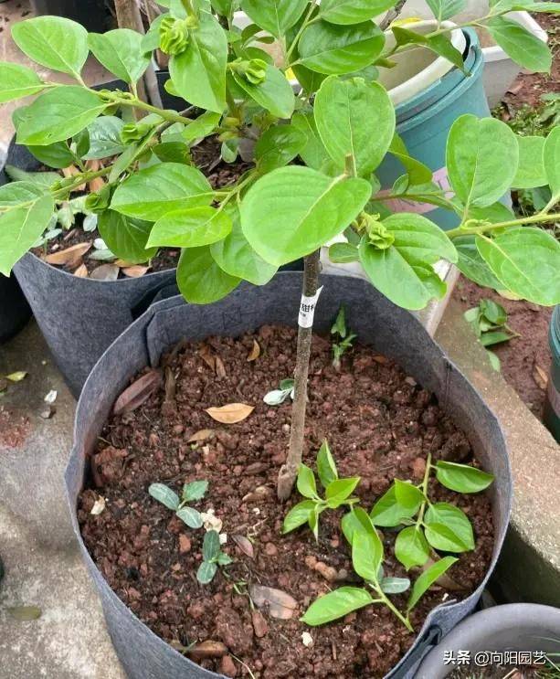 Tomato tree cultivation techniques