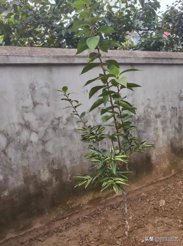 Tomato tree cultivation techniques
