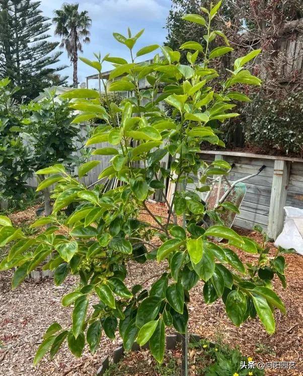 Tomato tree cultivation techniques
