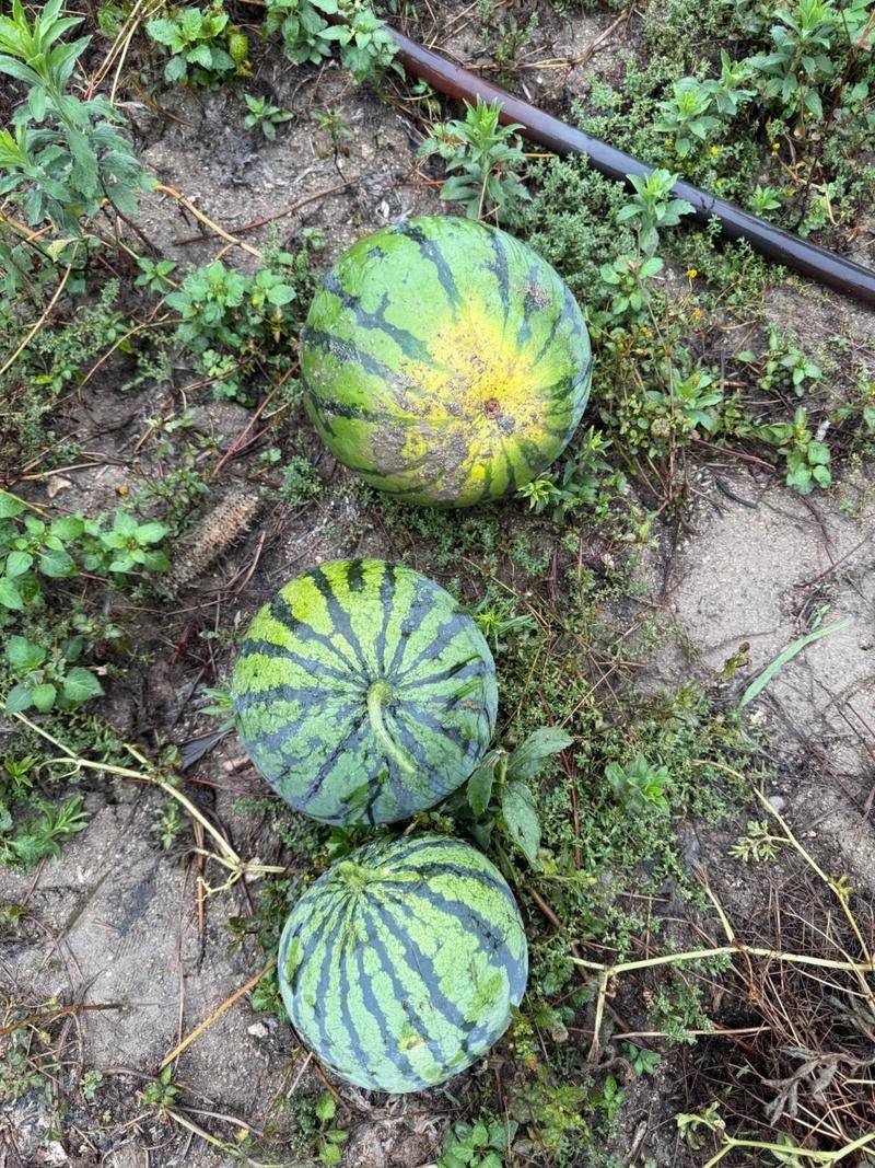 August melon planting technology