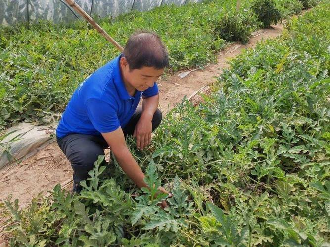 August melon planting technology