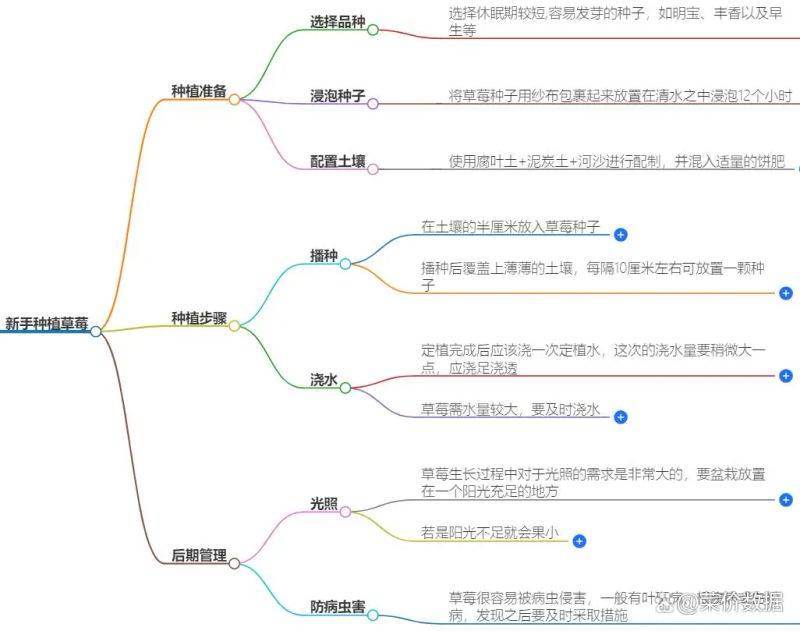 草莓盆栽种植方法视频