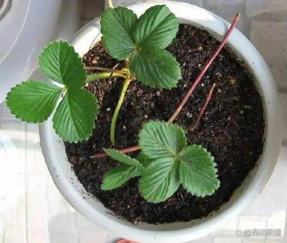 草莓盆栽种植方法视频