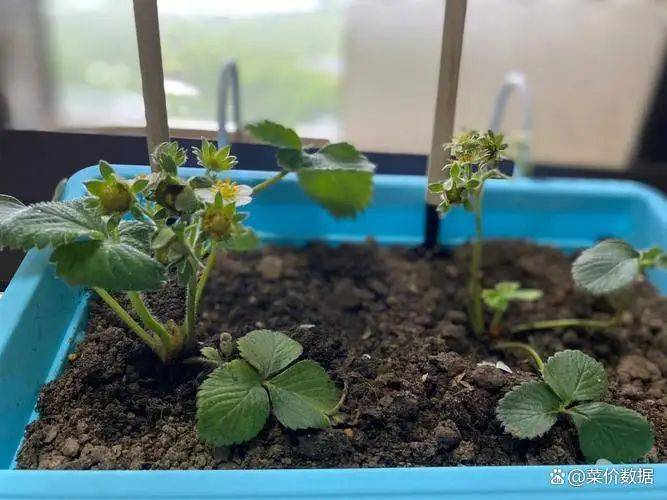 草莓盆栽种植方法视频