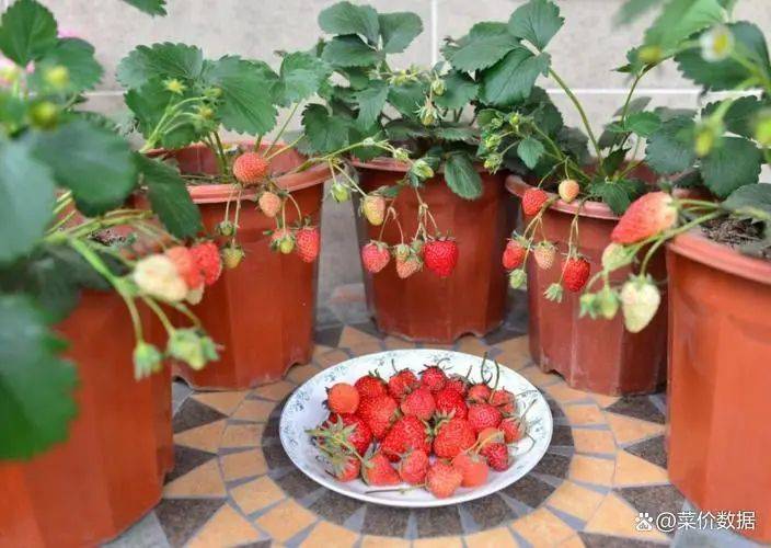 草莓盆栽种植方法视频