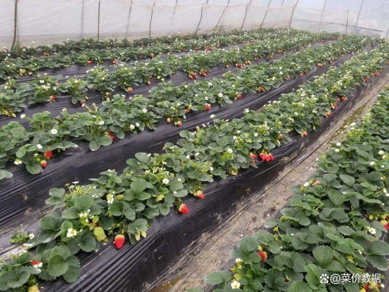 草莓盆栽种植方法视频