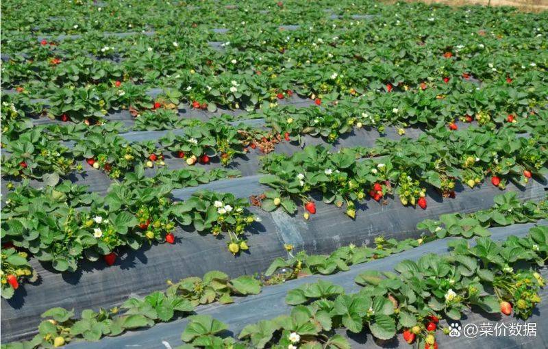 草莓盆栽种植方法视频