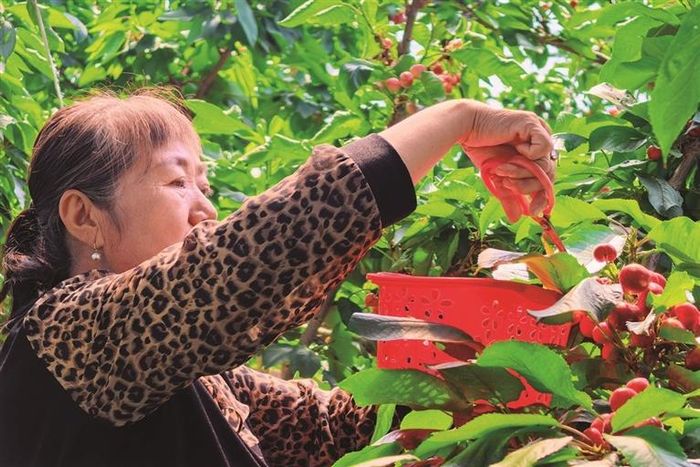 果树种植技术
