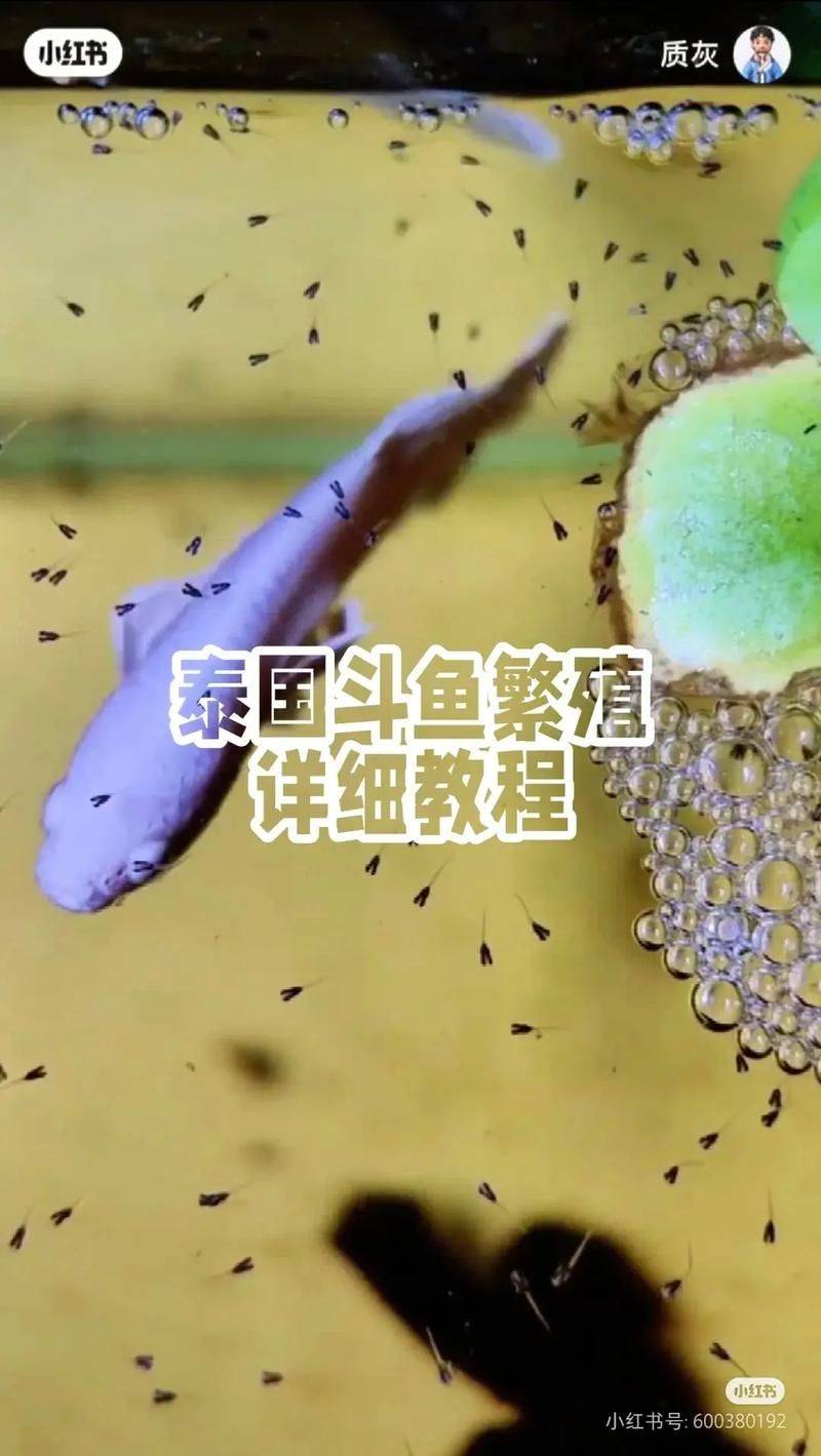 泰国斗鱼繁殖方法