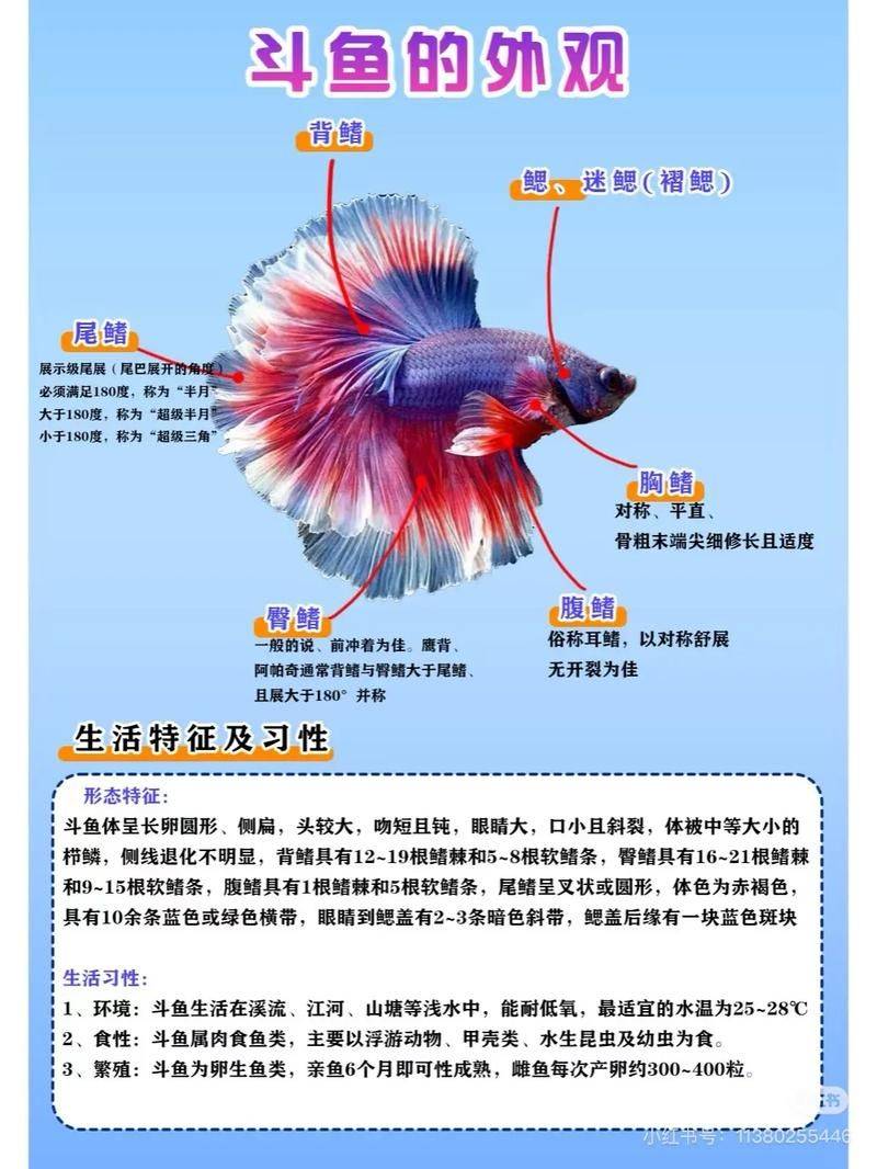 泰国斗鱼繁殖方法