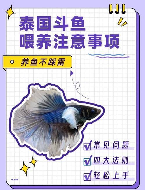 泰国斗鱼繁殖方法