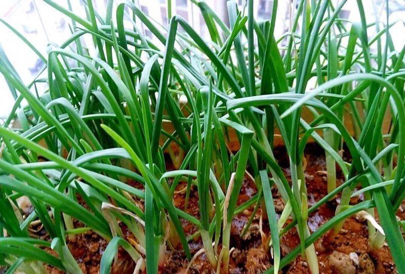 Small green gardening techniques