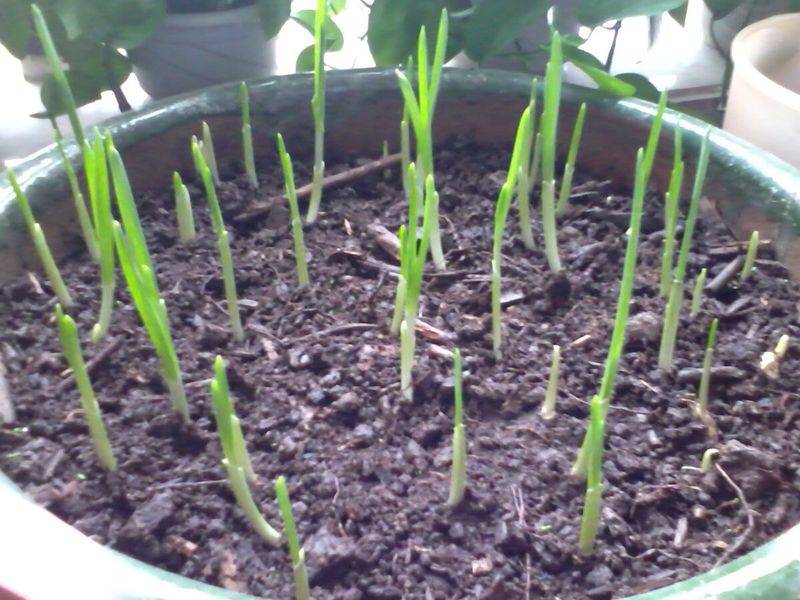 Small green gardening techniques