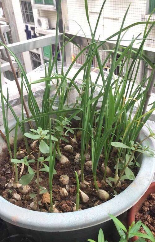 Small green gardening techniques