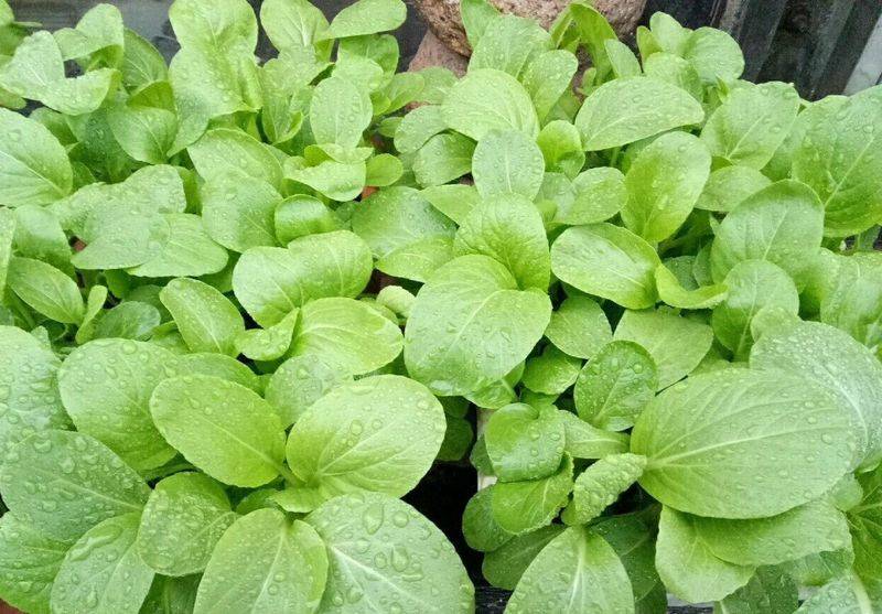 Small green gardening techniques