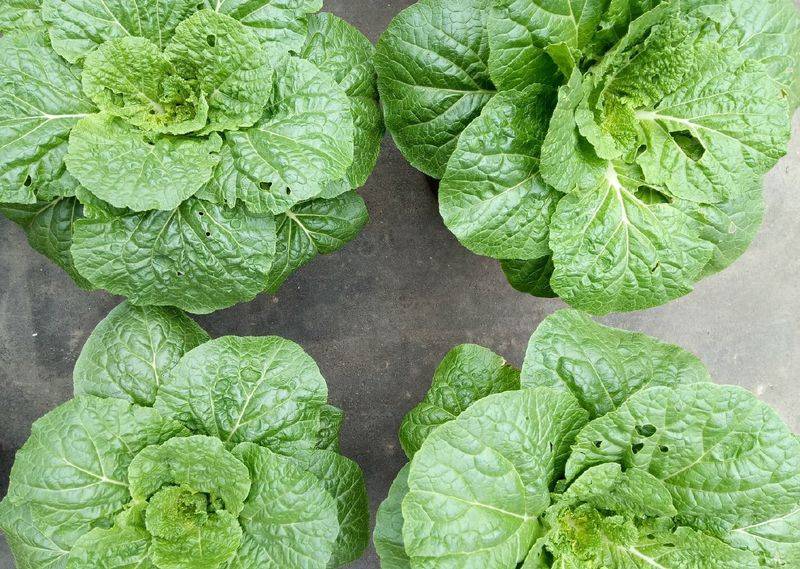 Small green gardening techniques