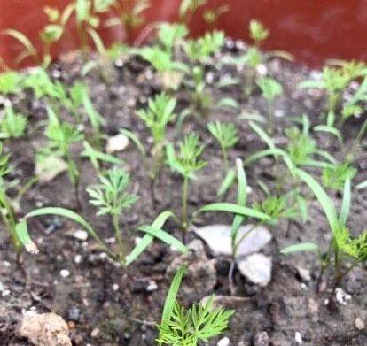 Small green gardening techniques