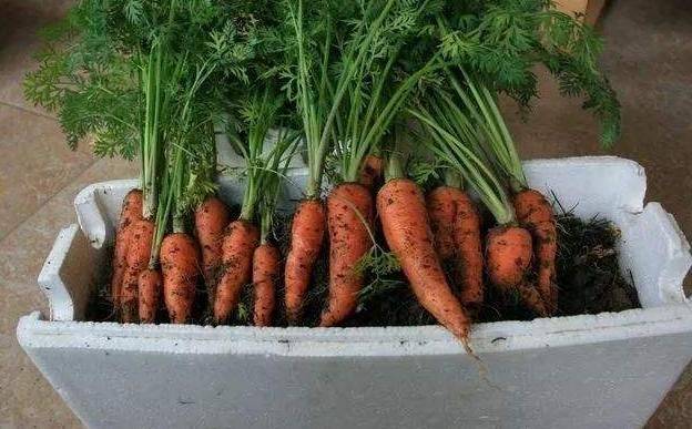 Small green gardening techniques