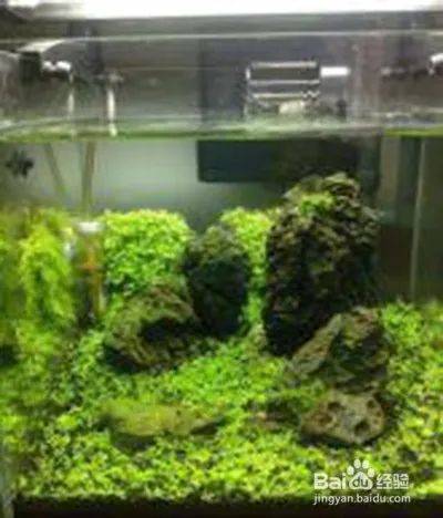 矮番茄种植方法