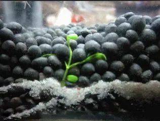 矮番茄种植方法