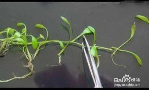 矮番茄种植方法