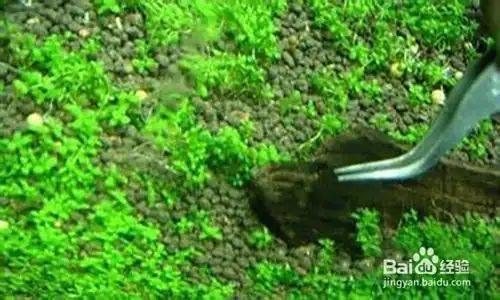 矮番茄种植方法