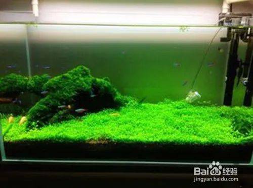 矮番茄种植方法