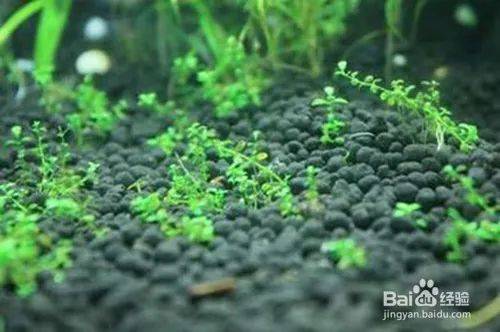 矮番茄种植方法