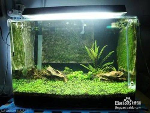 矮番茄种植方法