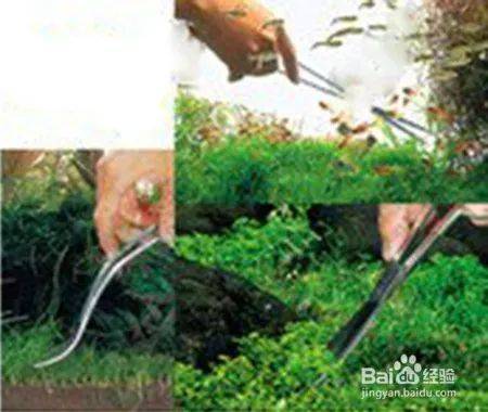 矮番茄种植方法