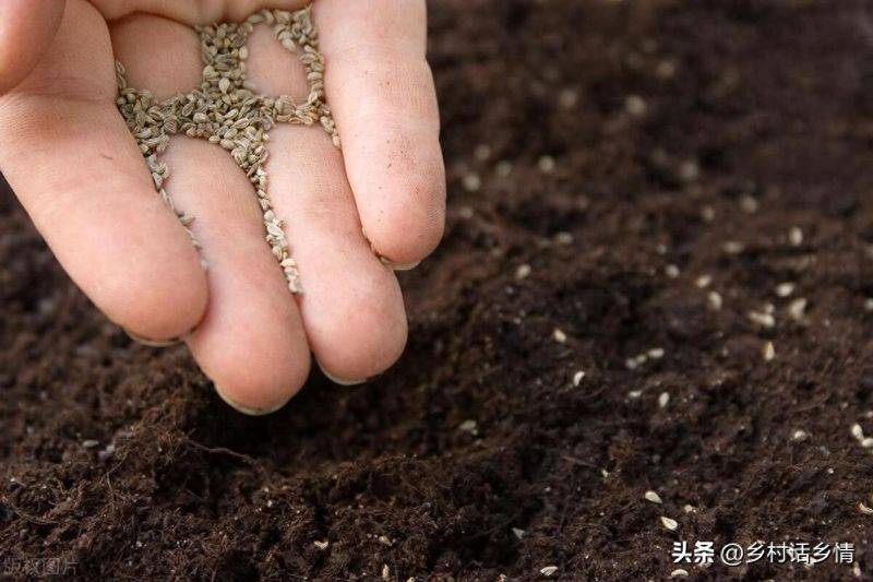 小青菜种植技术