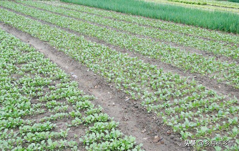 小青菜种植技术