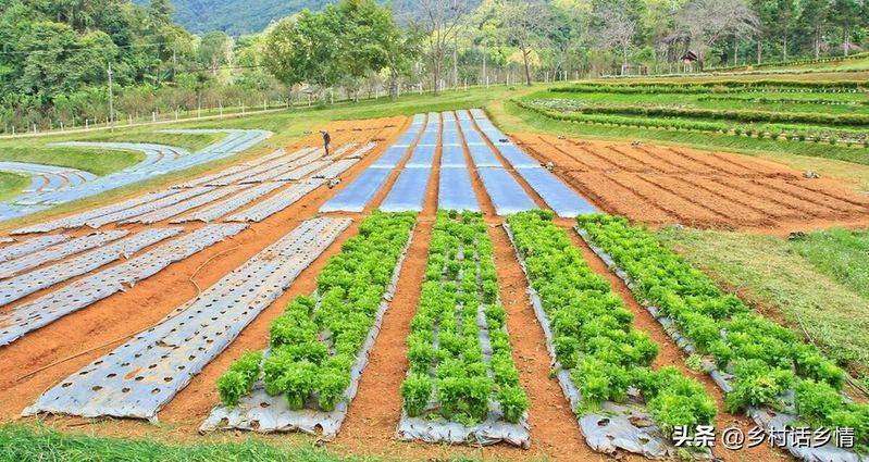 小青菜种植技术