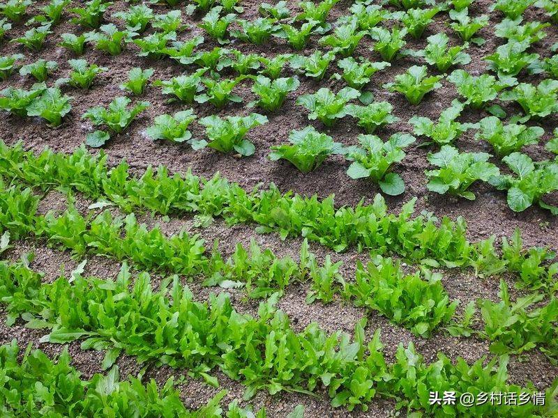 小青菜种植技术