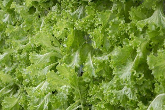 Small green gardening techniques