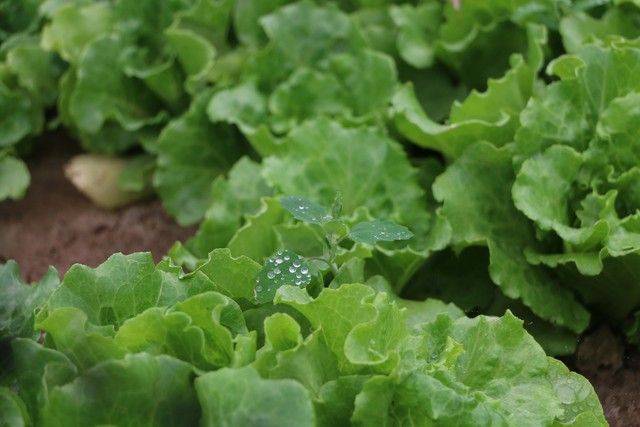 Small green gardening techniques