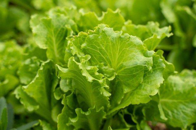 Small green gardening techniques