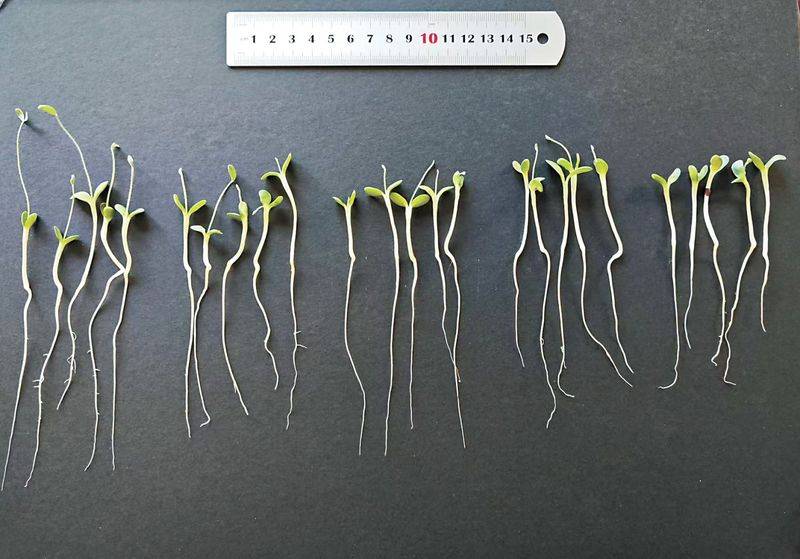 北虫草种植技术