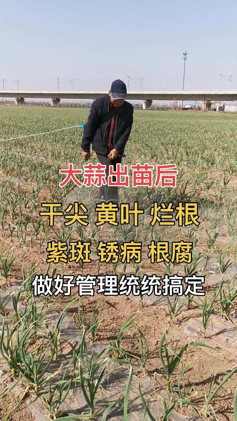 大蒜苗的种植技术