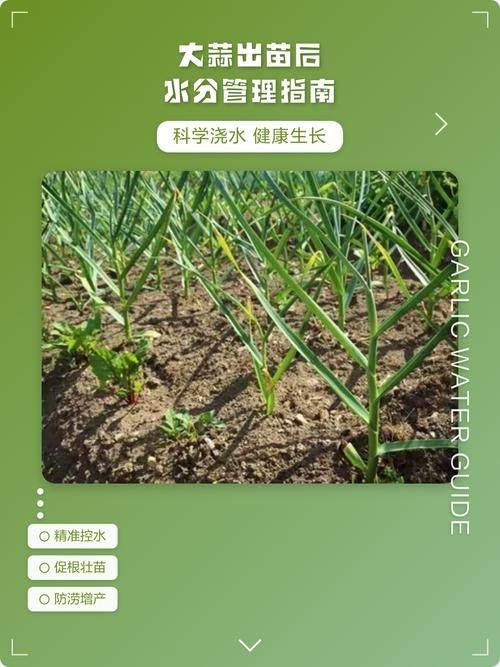 大蒜苗的种植技术
