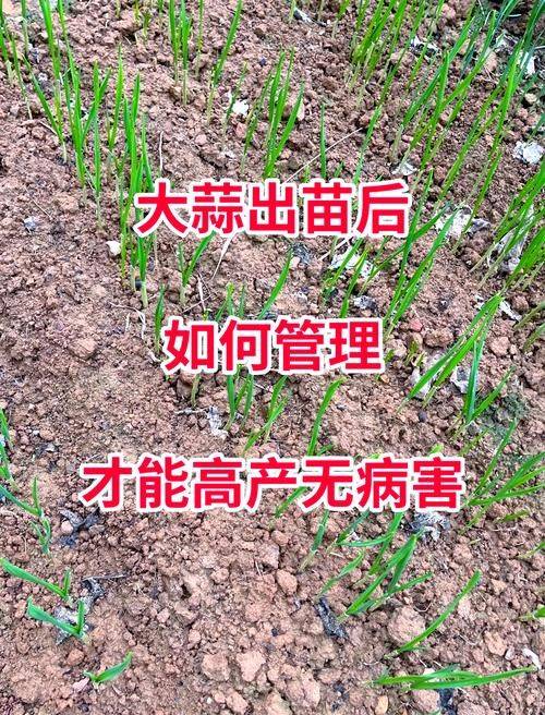 大蒜苗的种植技术