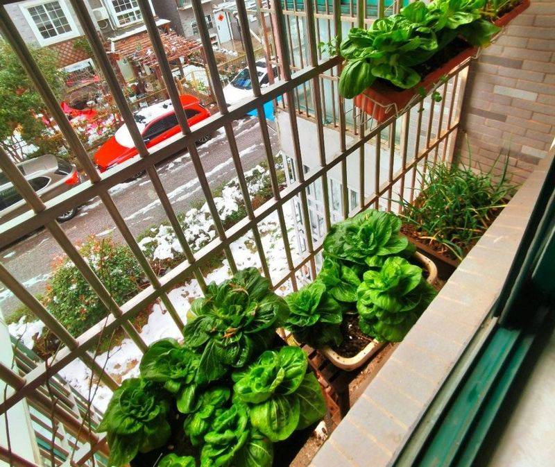 小青菜种植技术