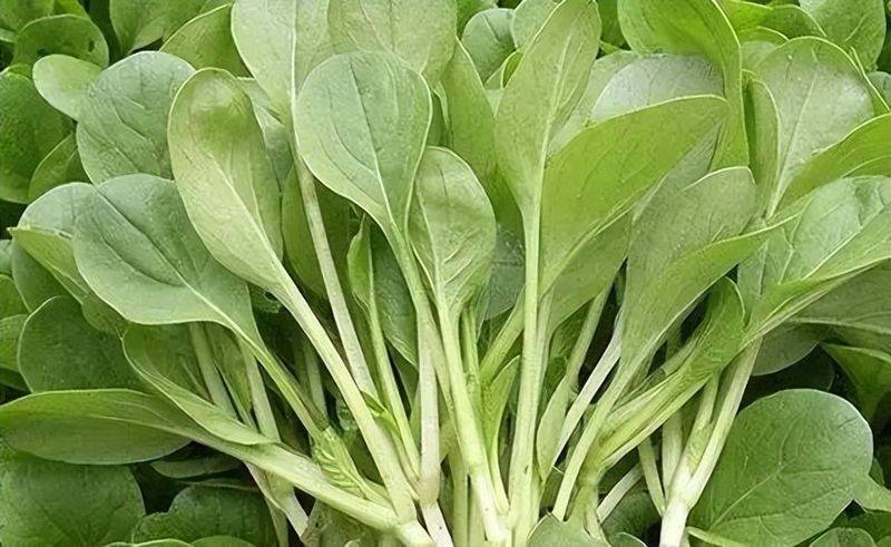 小青菜种植技术