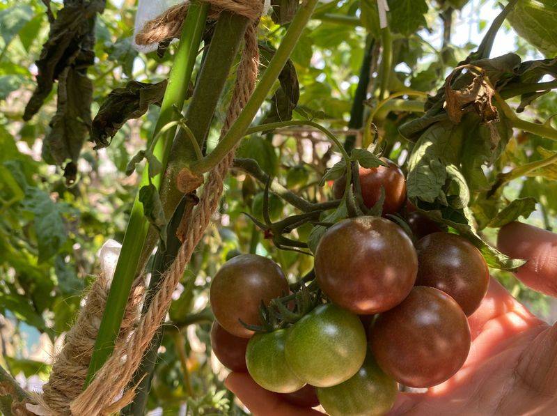 小青菜种植技术