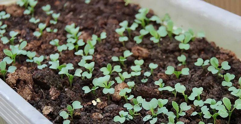 小青菜种植技术